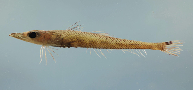拟虾虎鲬状鱼(Bembrops gobioides)