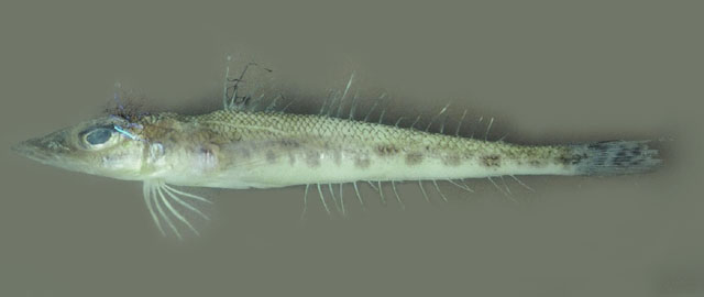 截尾鲬状鱼(Bembrops heterurus)