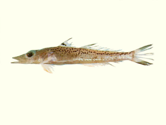 扁吻鲬状鱼(Bembrops platyrhynchus)