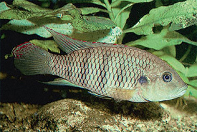巴氏慈丽鱼(Benitochromis batesii)