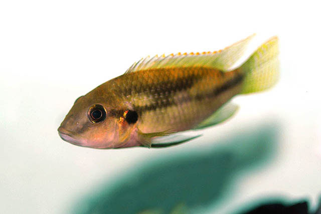喀麦隆慈丽鱼(Benitochromis conjunctus)
