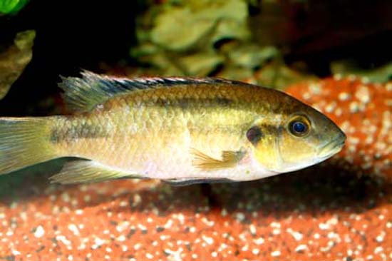 黑背慈丽鱼(Benitochromis nigrodorsalis)