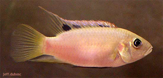 粉红慈丽鱼(Benitochromis riomuniensis)