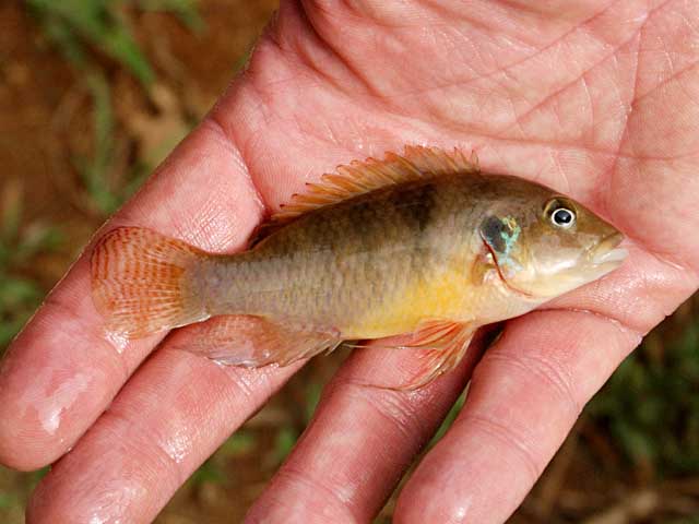 乌氏慈丽鱼(Benitochromis ufermanni)