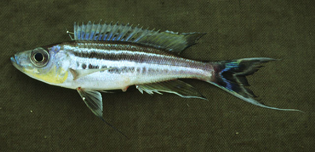 特氏深丽鱼(Benthochromis tricoti)