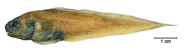 强壮深水须鳚(Benthocometes robustus)
