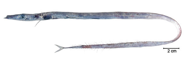 长体深海带鱼(Benthodesmus elongatus)
