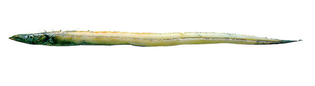 叉尾深海带鱼(Benthodesmus tenuis)