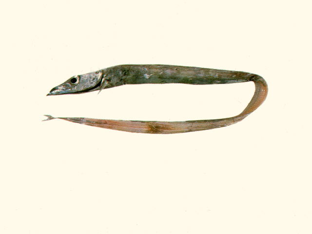 维氏深海带鱼(Benthodesmus vityazi)