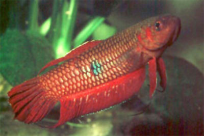 红身抟鱼(Betta coccina)