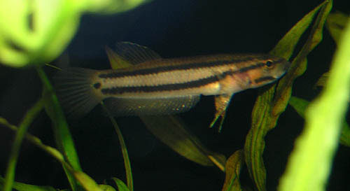 大口抟鱼(Betta macrostoma)