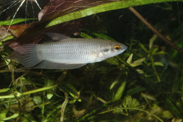 好斗搏鱼(Betta pugnax)