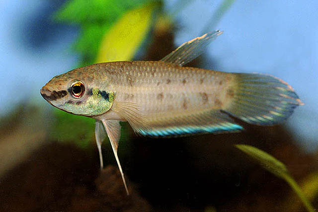 婆罗洲搏鱼(Betta taeniata)