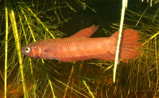 马来西亚抟鱼(Betta tussyae)
