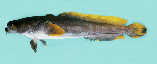 阿曼蛙蟾鱼(Bifax lacinia)