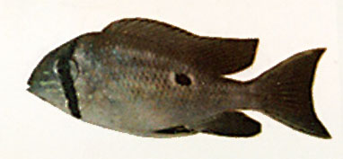 韦氏双耳丽鱼(Biotodoma wavrini)