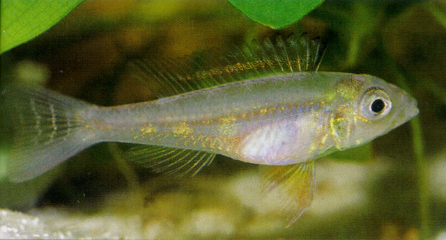 金带生丽鱼(Biotoecus dicentrarchus)