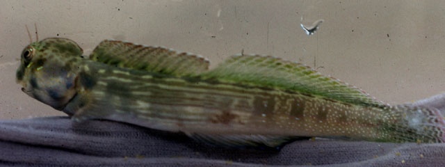 蓝点真动齿鳚(Blenniella cyanostigma)
