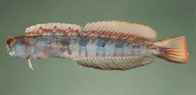 野真动齿鳚(Blenniella paula)