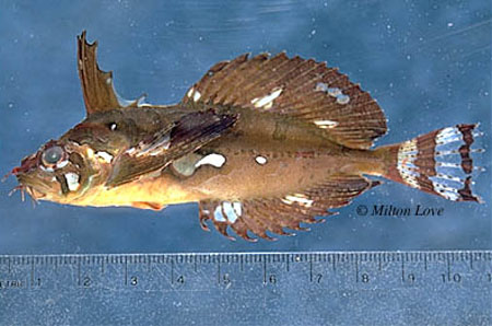 银斑密棘杜父鱼(Blepsias cirrhosus)