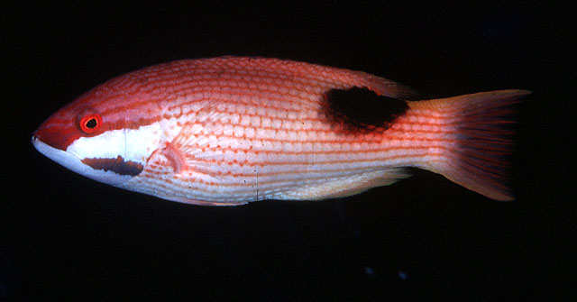 双带普提鱼(Bodianus bilunulatus)