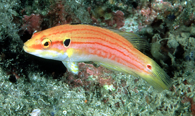双斑普提鱼(Bodianus bimaculatus)