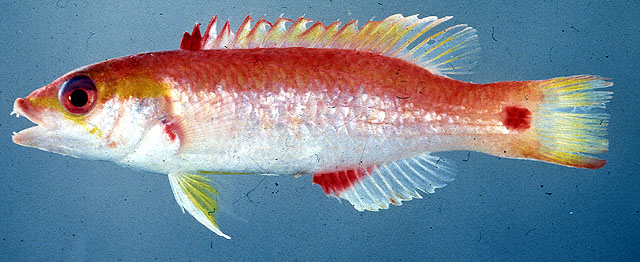 圆身普提鱼(Bodianus cylindriatus)