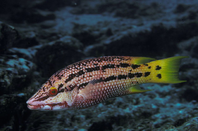 带纹普提鱼(Bodianus diplotaenia)
