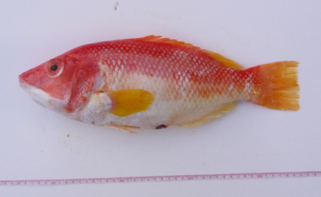 黄翅普提鱼(Bodianus flavipinnis)