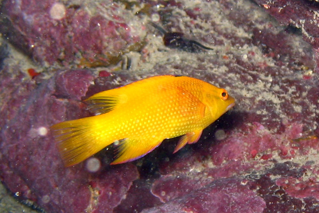 尖鳍普提鱼(Bodianus insularis)