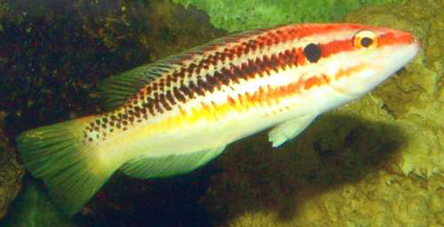 伊津普提鱼(Bodianus izuensis)