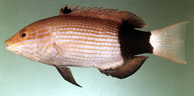 黑带普提鱼(Bodianus macrourus)