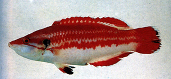 益田普提鱼(Bodianus masudai)