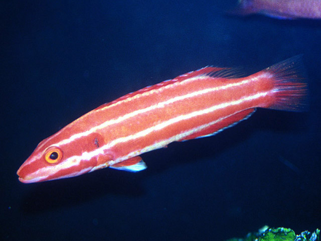 新盖普提鱼(Bodianus neopercularis)