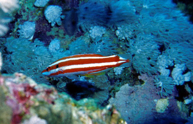 盖普提鱼(Bodianus opercularis)