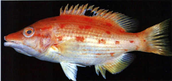 尖头普提鱼(Bodianus oxycephalus)