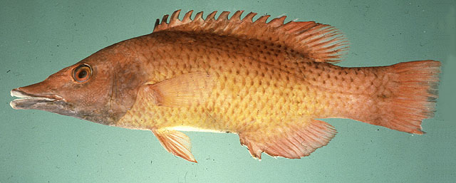 白斑普提鱼(Bodianus prognathus)