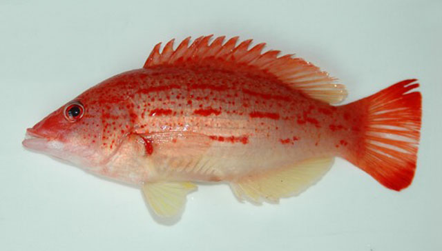 红赭普提鱼(Bodianus rubrisos)