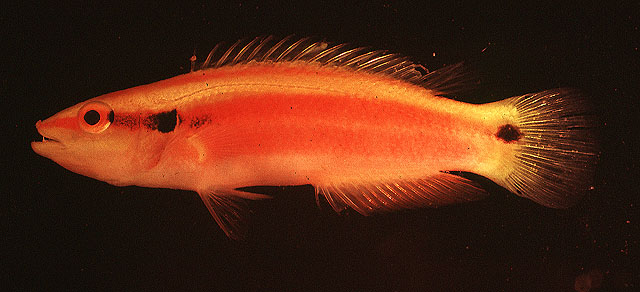 血色普提鱼(Bodianus sanguineus)
