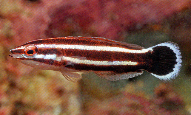 乌尾普提鱼(Bodianus sepiacaudus)