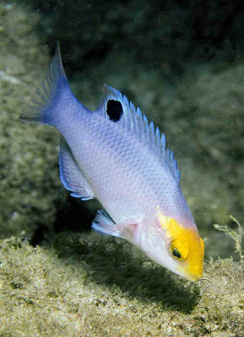 黑纹普提鱼(Bodianus speciosus)