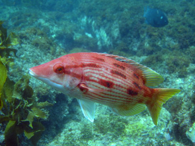单斑普提鱼(Bodianus unimaculatus)