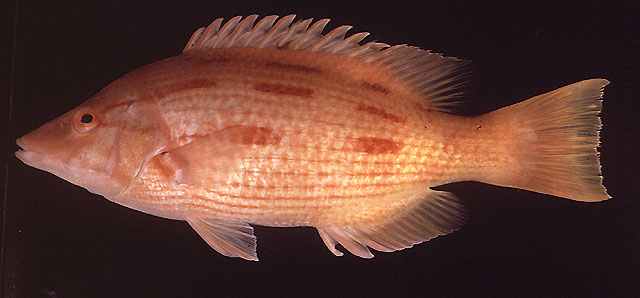 黑点普提鱼(Bodianus vulpinus)