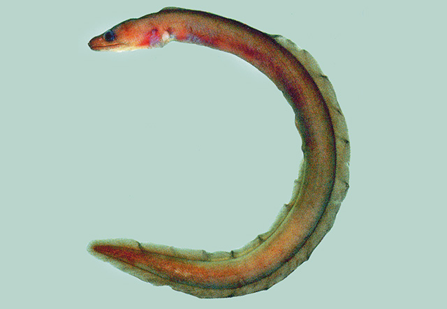 贝龟鳗(Boehlkenchelys longidentata)