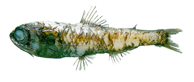 侧上虹灯鱼(Bolinichthys supralateralis)