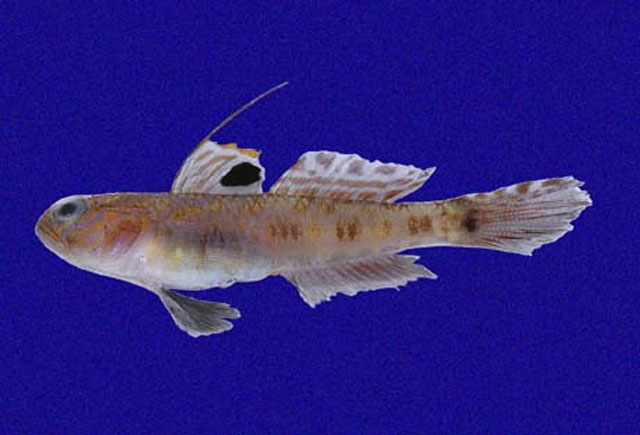 贪婪白睛虾鱼(Bollmannia marginalis)