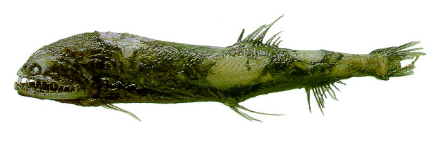 掠食巨口鱼(Borostomias elucens)