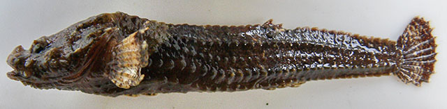 西方穴八角鱼(Bothragonus occidentalis)