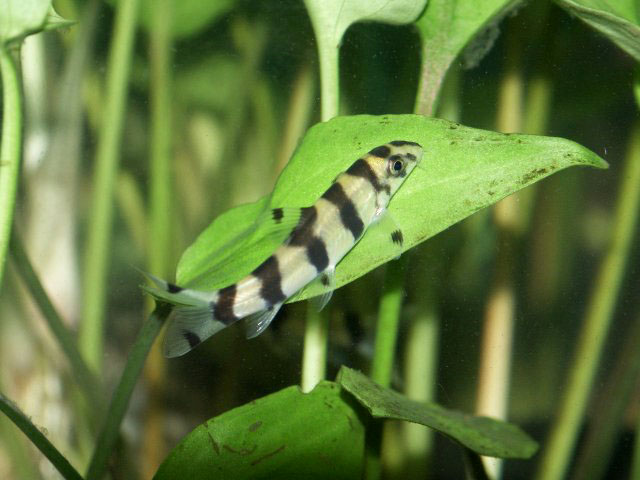 伊洛瓦底沙鳅(Botia histrionica)