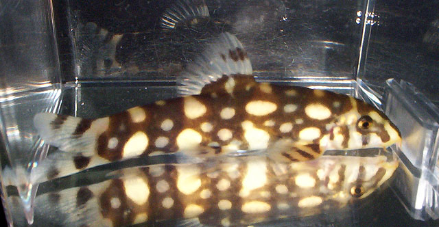 斑条沙鳅(Botia kubotai)